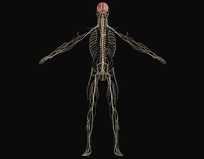 Realistic 3D model of Nervous System