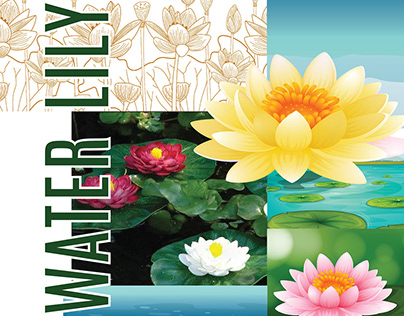 Illustrations for Slipper Design Water Lily Flowers