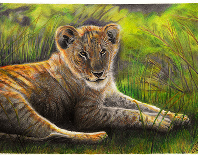 Pencil Wildlife - Juvenile Lion
