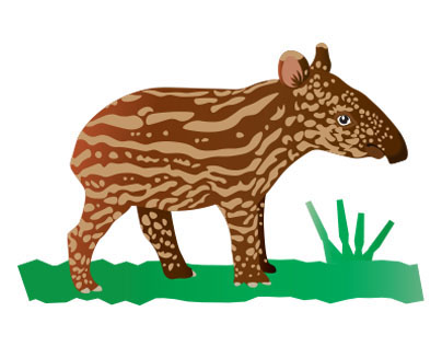 Baby Tapir Calf Illustration