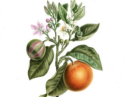 A copy of botanical watercolor “Bitter orange "