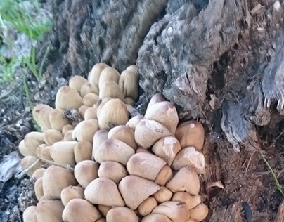 Late September Mushrooms