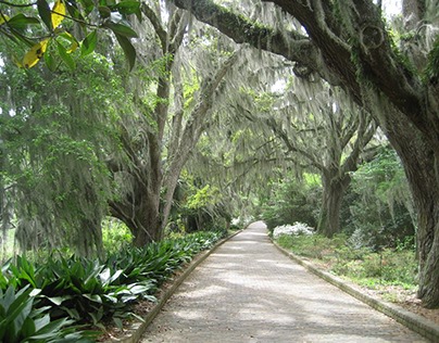 "Beautiful Trees In Tallahassee, Florida"