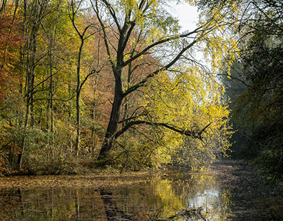 The beautiful autumn in the "Amsterdamse bos" (Holland)