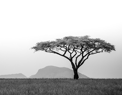 Lone Tree • Tanzania