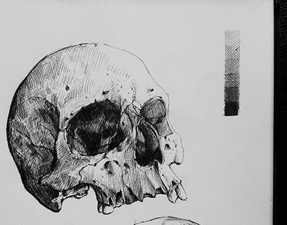 Estudio de anatomía: Cráneos