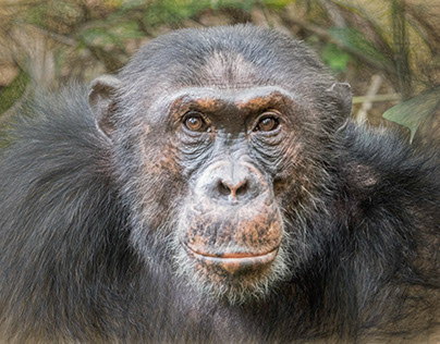 Tanzanian Primates