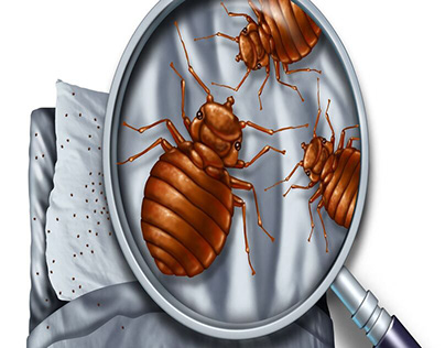 What Are The Signs Of Bed Bug Infestation