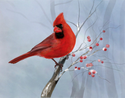 Cardinal Illustration