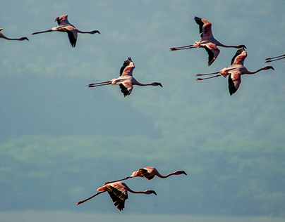 Kenya, Lake Nakuru