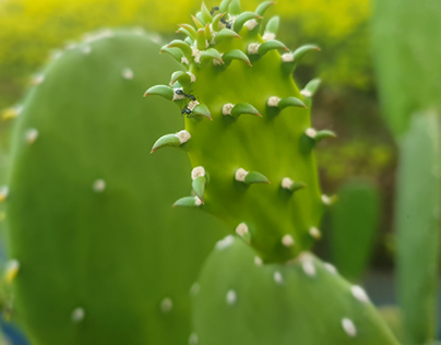 🌵 cactus
