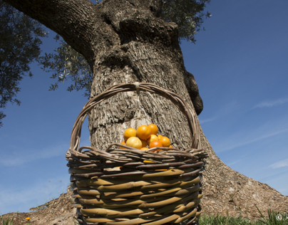 ancient olive trees in Apulia region