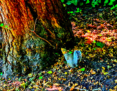 Squirrel at the park