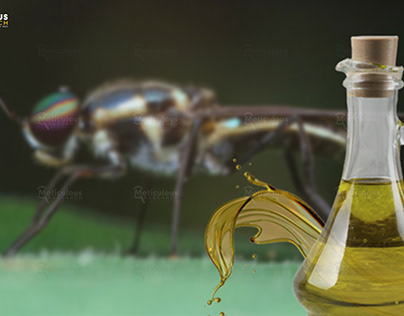 Black Soldier Fly Oil Market Worth $72 Million by 2029