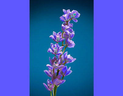 close-up-orchid change color