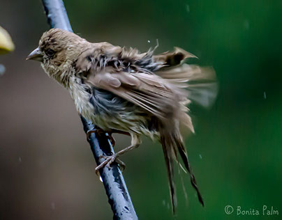 Finches in the Rain