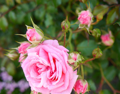 flower pink Rose