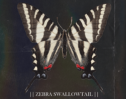 zebra swallowtail butterfly poster