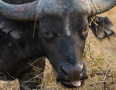 Portraits of the South African Cape Buffalo