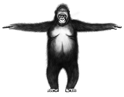 Project thumbnail - Gorilla illustration