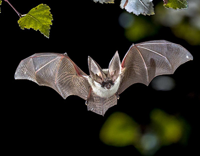 10 Cool Facts about Bumblebee Bat — The World’s Small