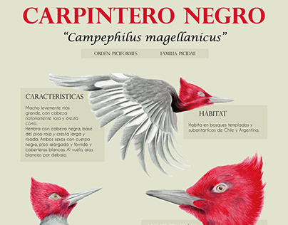 Infografía Carpintero negro | Representación analítica