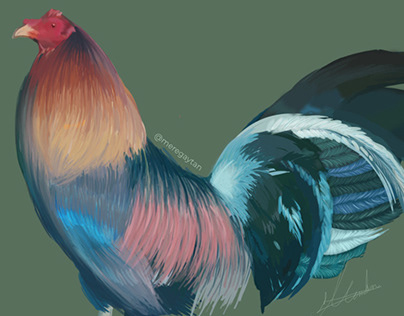 Gallo de pelea-ilustración