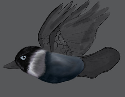 Wip of a Jackdaw