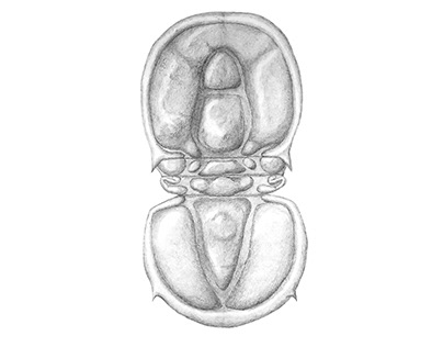 Peronopsis interstrictus - Graphite Illustration