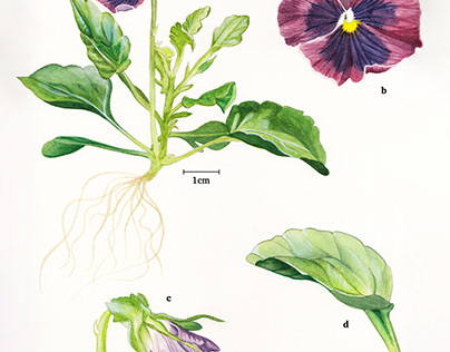 Viola x wittrockiana, watercolor
