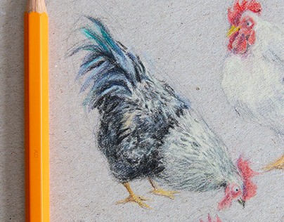 Mini-roosters - sketches