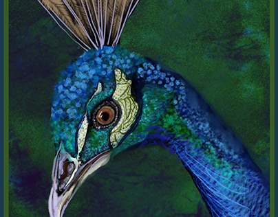 Peacock (Indian Peafowl)