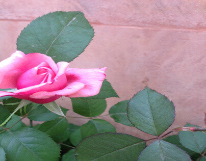 Roses 1.