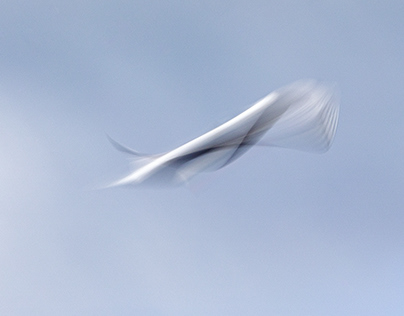 Metamorphosis of a common tern