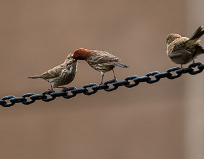 Love and Jealousy amongst Finches