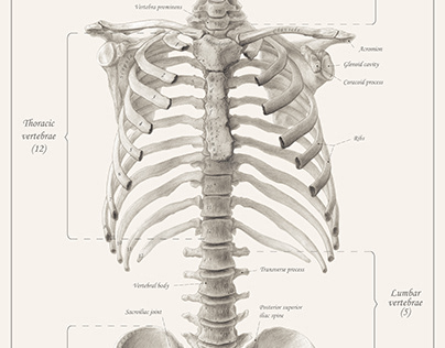Human Skeleton of the Torso