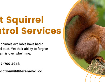 Squirrel Control Services in Mississauga