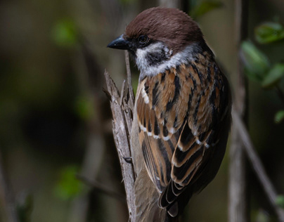 Swiss Tree Sparrow