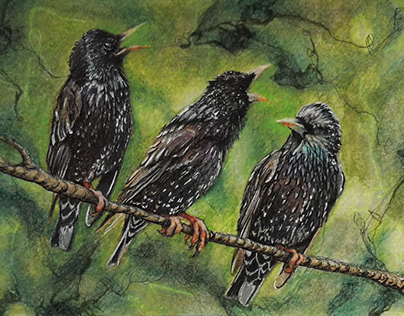 Drawing ✺ Moody starlings printed as postcards.