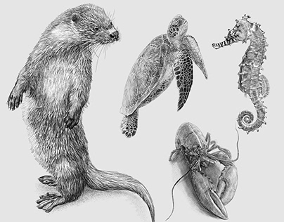 Set of 4 Sea Animals Drawings