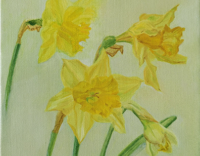 Narcissen - Daffodils