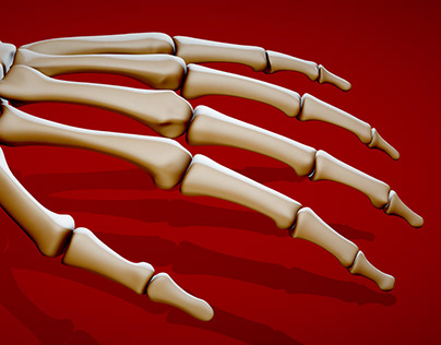 Human hand bones - with animated poses