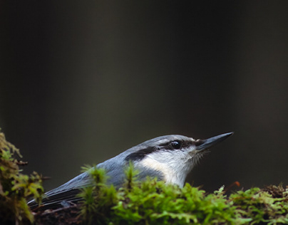Nuthatch in the dark forest
