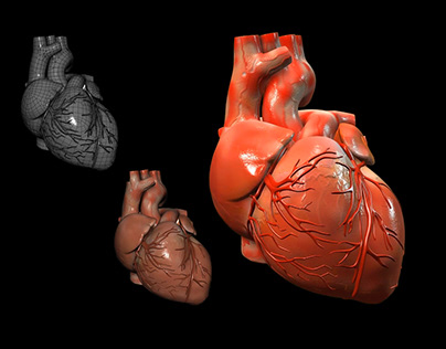 HEARTBEAT 3D MODEL AND ANIMATION