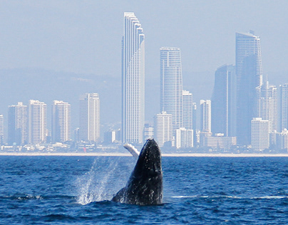 WHALE WATCHING // GOLD COAST