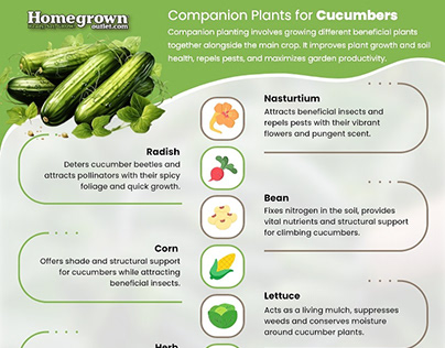 Companion Plants for Cucumbers