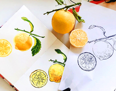 How to draw a lemon. Examples of food illustration.