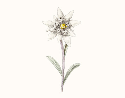 Flower Illustrations #11~15