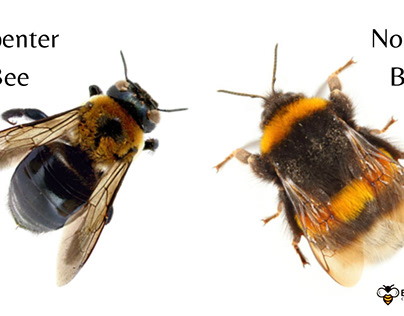 Difference between a normal bee and a carpenter bee?