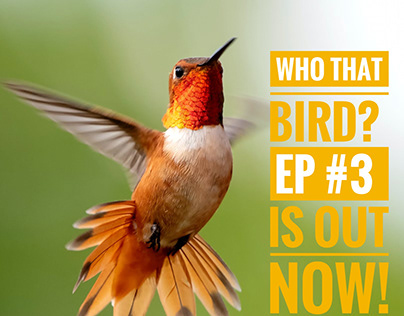 Who That Bird? a podcast game show